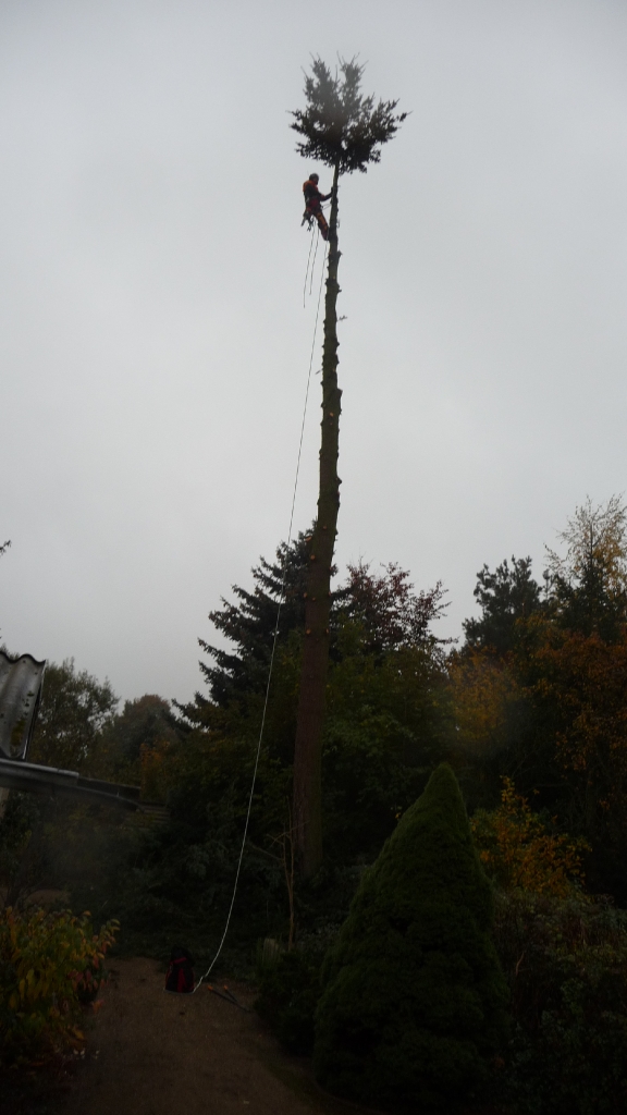 Fällungen_8