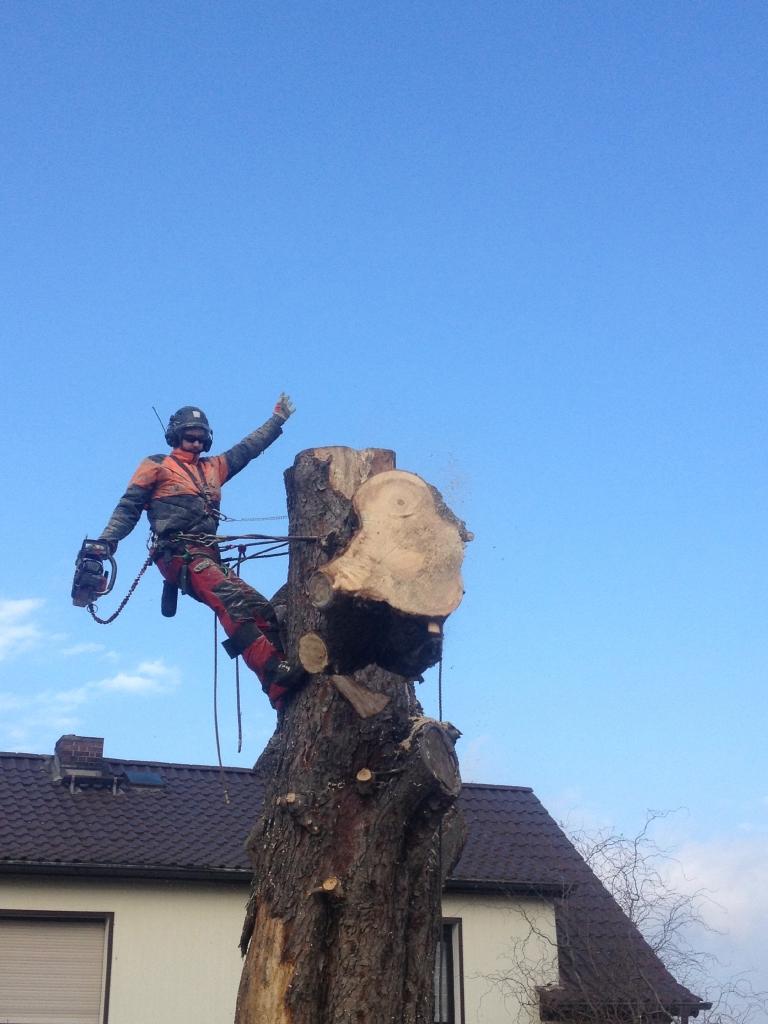 Fällung Kastanie