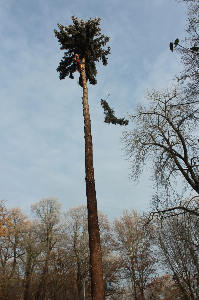 Abtragen einer Fichte