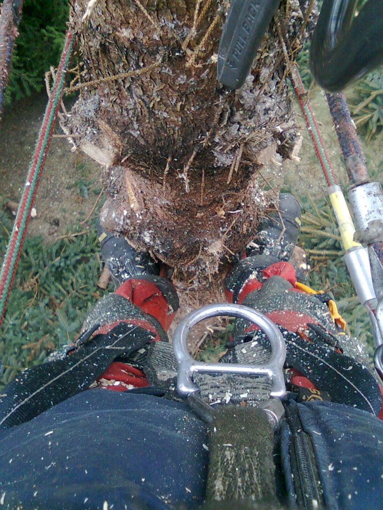 Baumfällung 1