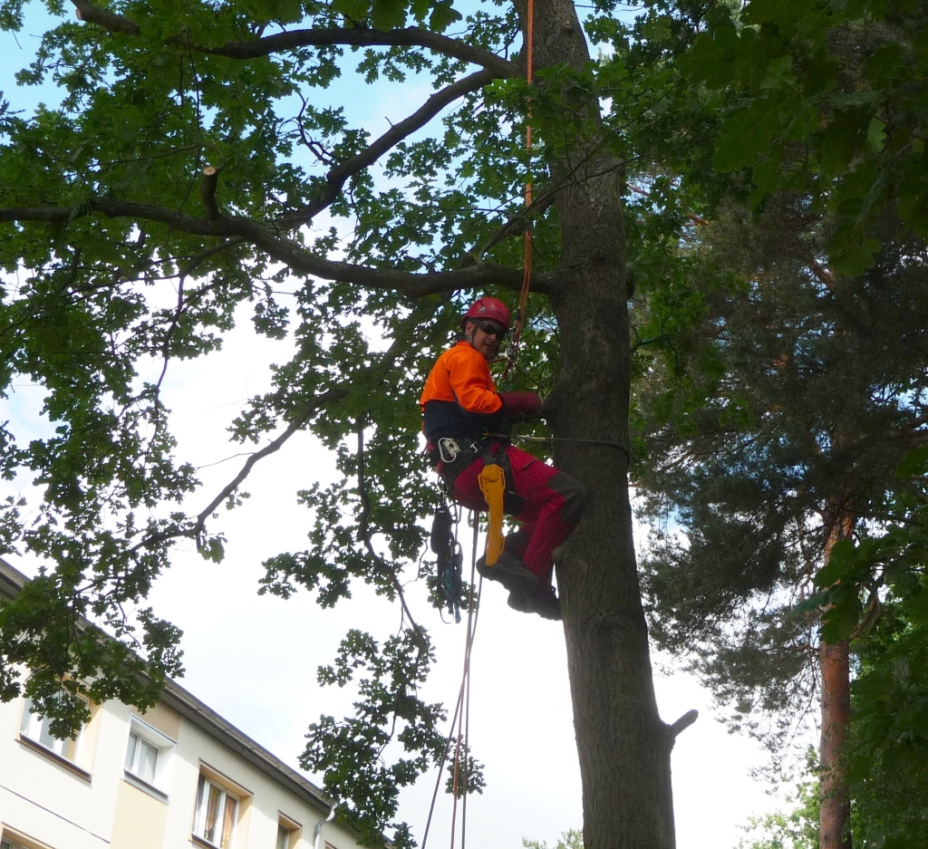 Baumpflege 9