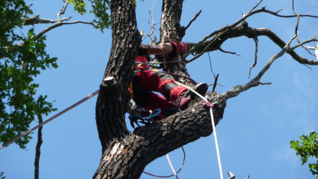 Baumpflege Wahrenbrück