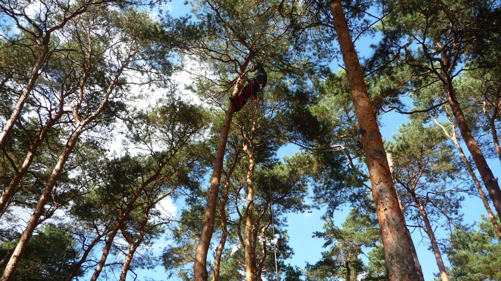 Totholzentfernung 2