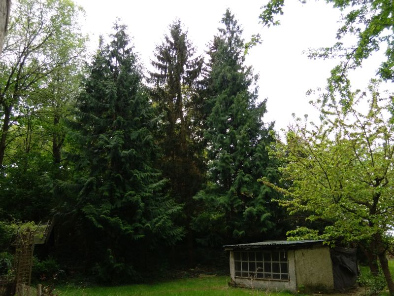 Fichten vorher