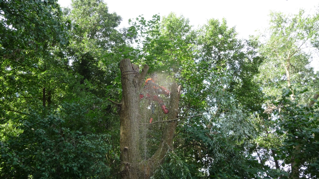 Sturmschädenbeseitigung 15